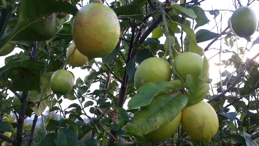 Sun Dalyan Hotel And Organic Farm Türkiye
